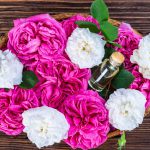 Rose Extract Serum